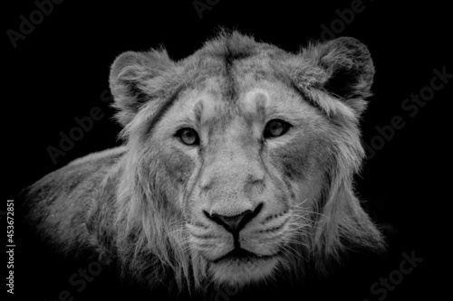 Fototapeta Naklejka Na Ścianę i Meble -  lion