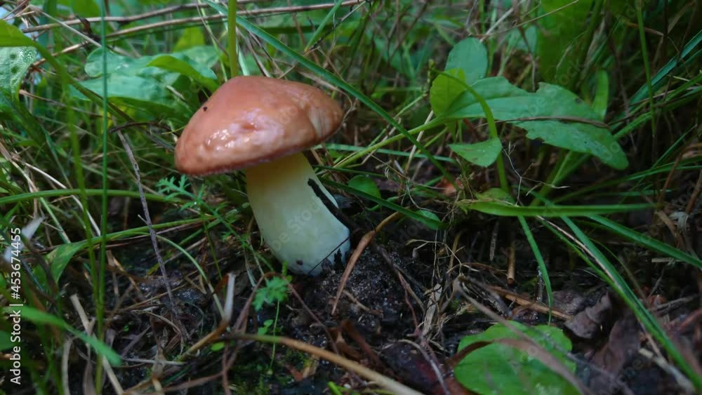 Mushrooms in the grass, soft focus background Mushrooms in the grass, soft focus background