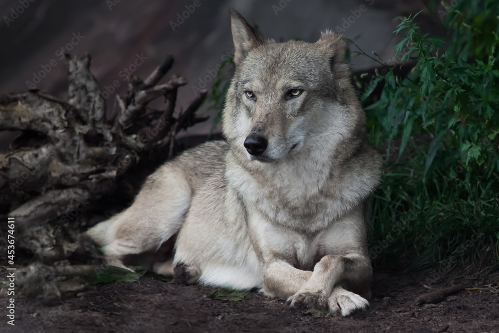 wolf with attentive eyes lies on the ground of summer wolf with attentive eyes lies on the ground of summer