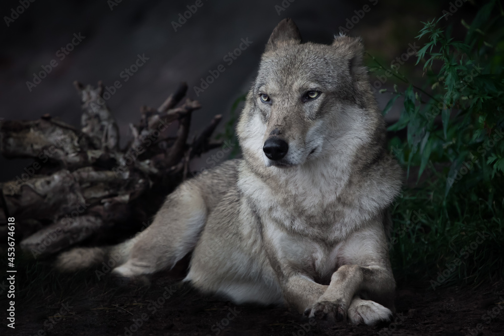 Fototapeta premium she-wolf sitting regally on the ground in the dark against the background