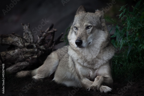 she-wolf sitting regally on the ground in the dark against the background