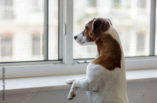 jack russell terrier dog look out the window