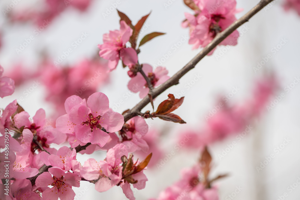 Close-up of black cherry plum blossom branches Close-up of black cherry plum blossom branches