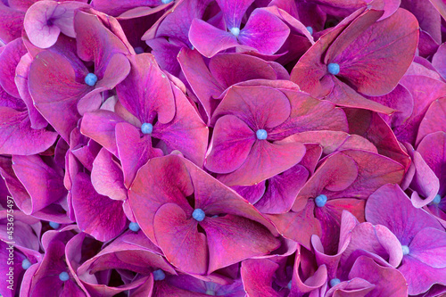 very beautiful pimk hydrangea flowers