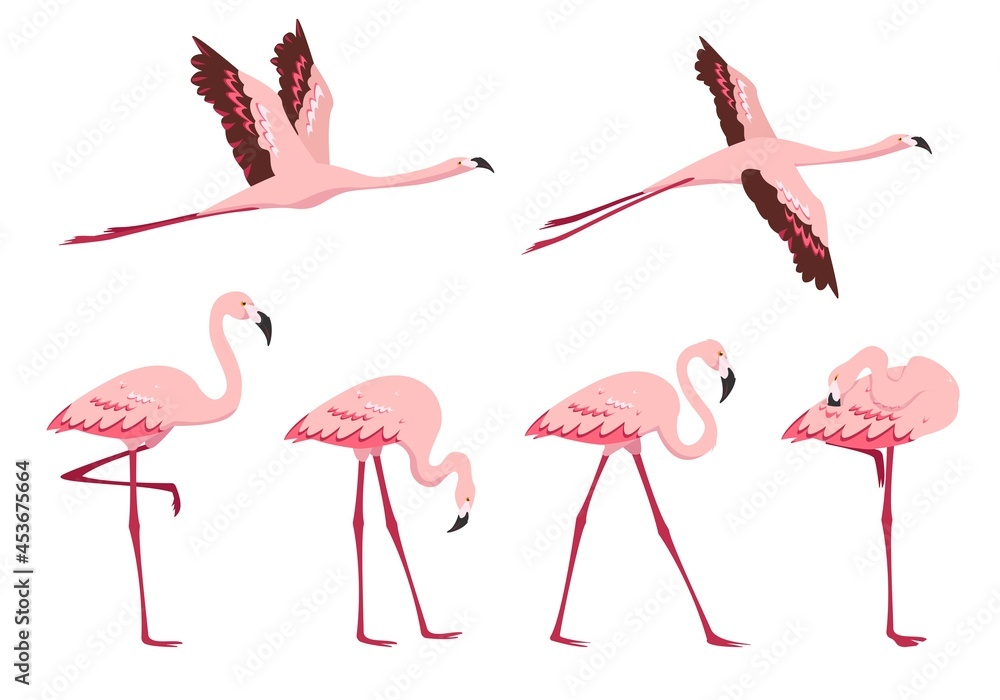 Fototapeta premium Standing and flying pink Flamingo birds isolated