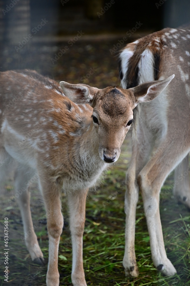 Rehkitz stehend neben Mutter im Wildpark Schweinfurt Rehkitz stehend neben Mutter im Wildpark Schweinfurt