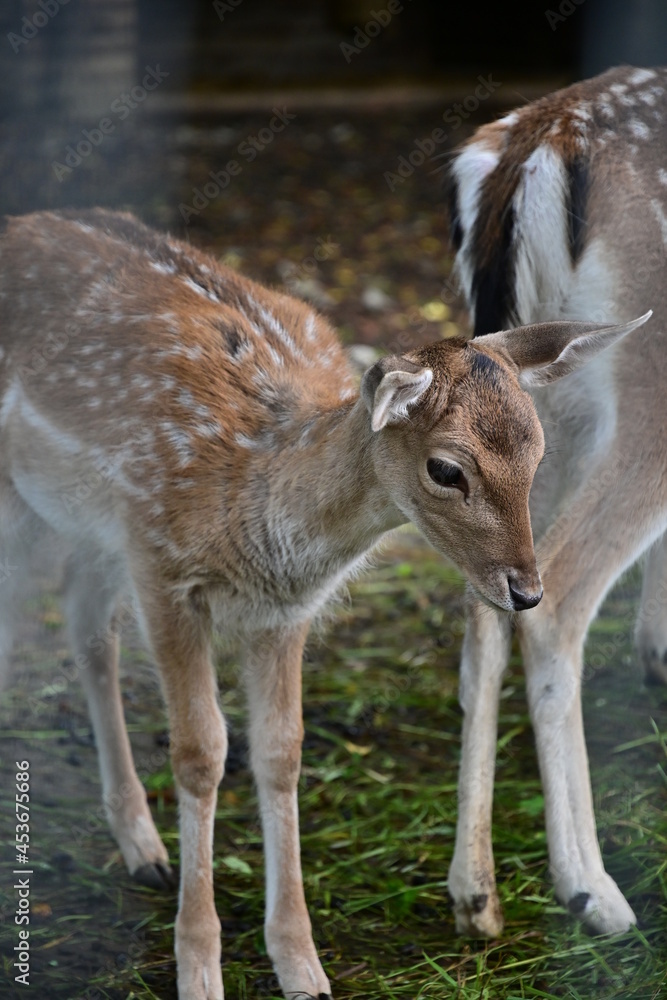 Rehkitz stehend neben Mutter im Wildpark Schweinfurt Rehkitz stehend neben Mutter im Wildpark Schweinfurt