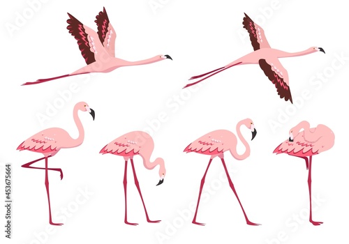 Standing and flying pink Flamingo birds isolated © Елена Истомина