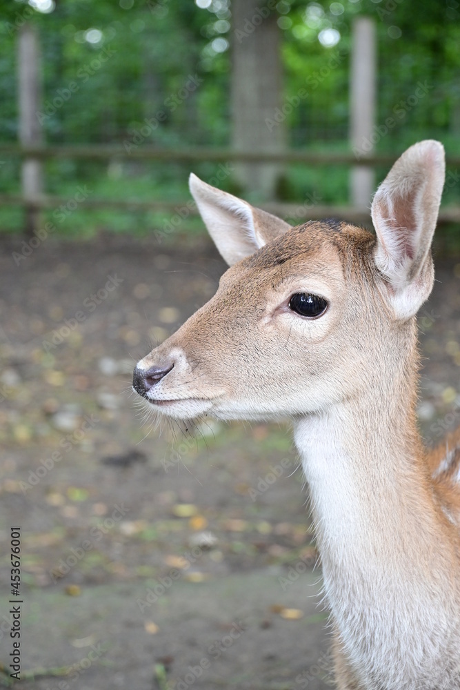 Portrait Rehkitz im Wildpark Schweinfurt, Reh Portrait Rehkitz im Wildpark Schweinfurt, Reh