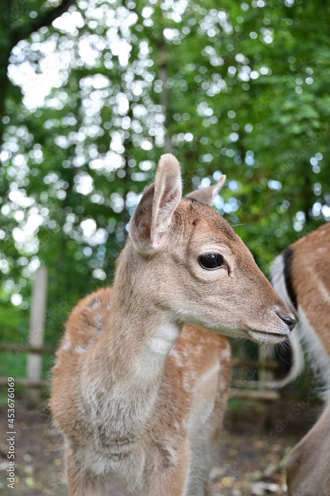 Portrait Rehkitz im Wildpark Schweinfurt, Reh Portrait Rehkitz im Wildpark Schweinfurt, Reh