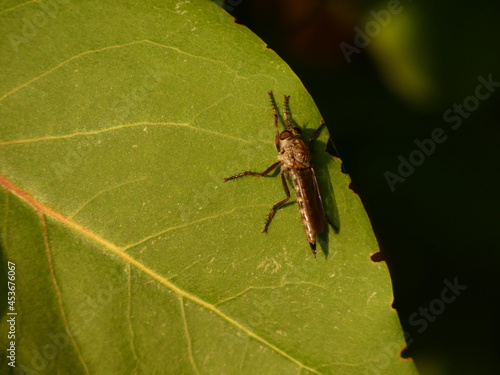 Manx robber fly (Machimus cowini) on green leaf, Gdansk, Poland