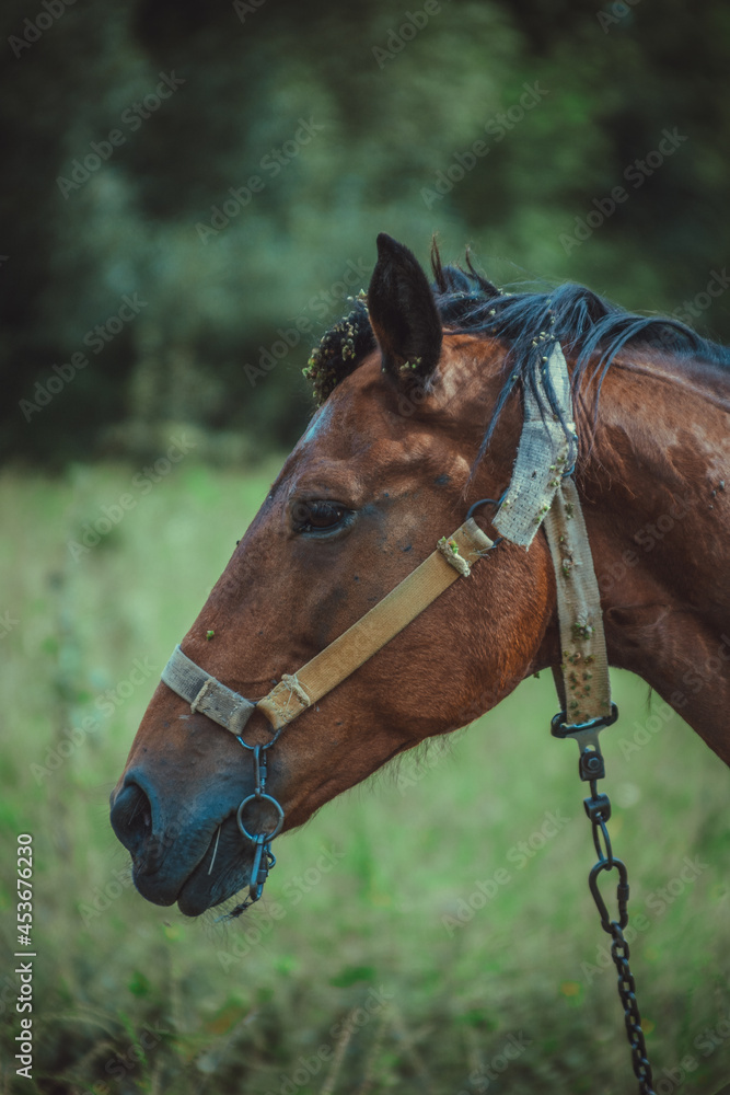 Obraz premium a brown horse grazes in a meadow in the village