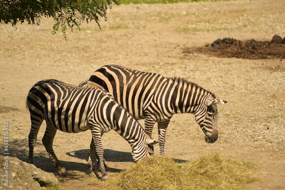 Zebra Zebra
