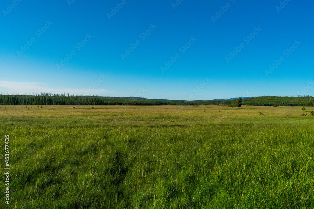 Meadow in Yellowstone National Park