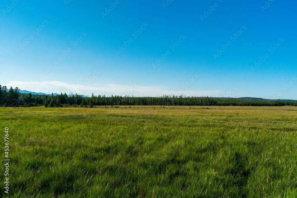 Meadow in Yellowstone National Park