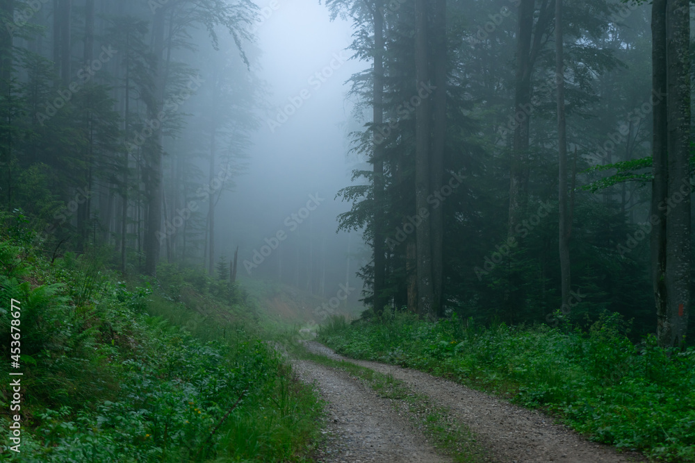 A view of a dark forest with fog between the trees