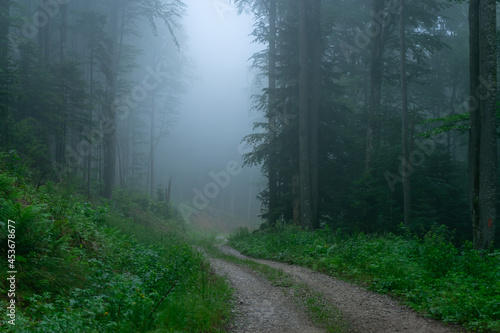 A view of a dark forest with fog between the trees