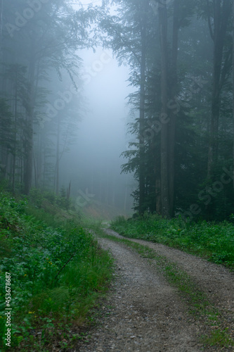 A view of a dark forest with fog between the trees