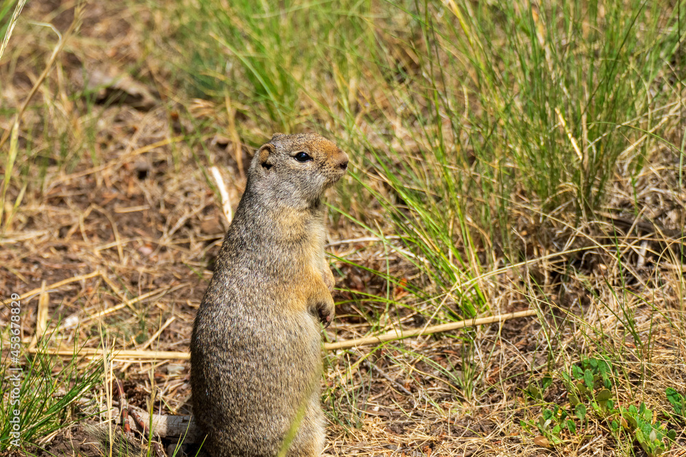 Curious Prairie Dog in Yellowstone National Park Curious Prairie Dog in Yellowstone National Park