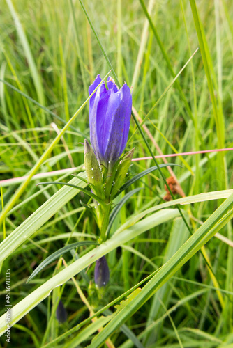 Gentiana pneumonanthe (the marsh gentian). genus Gentiana. The species can be found in marshes and moorlands. photo