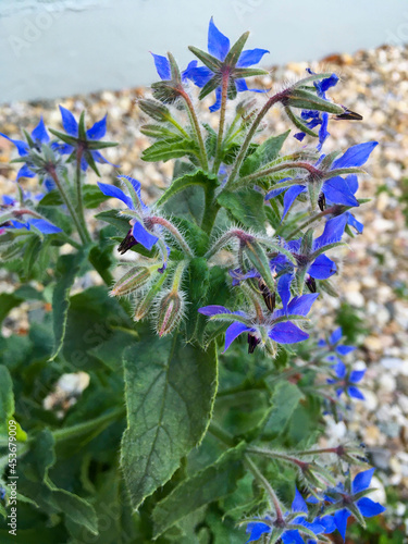 Borretsch Heilkräuter mit blauen Blüten im Kräutergarten photo