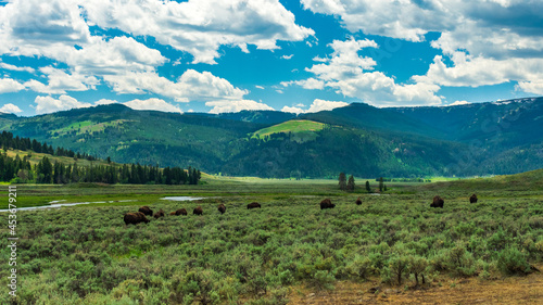 Bison in Lamar Valley, Yellowstone