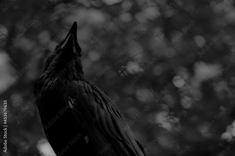 Fototapeta premium Grayscale shot of a raven in a field in the daylight with a blurry background