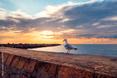 Seagull standing on a concrete wall by the coast of the Baltic Sea. People walking on the long breakwater by the harbour entrance and setting sun in the background. Darłówko, Poland.