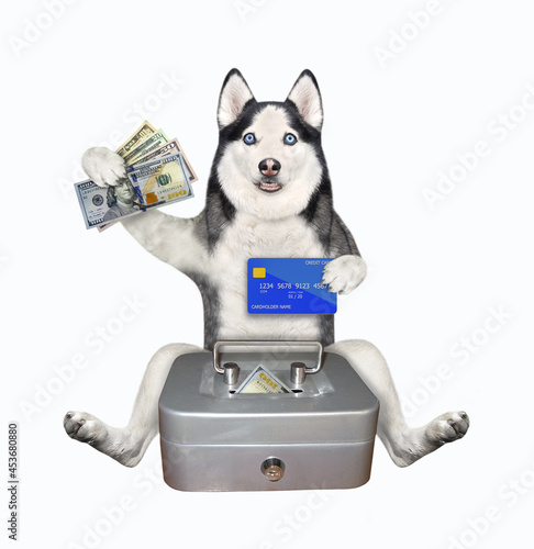 A dog husky with a credit card puts dollars in a red metal portable safe. White background. Isolated. photo