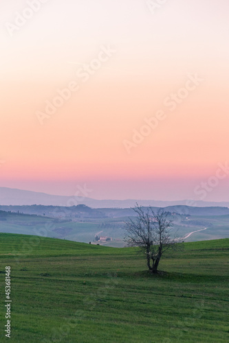 An isolated tree at dusk in the middle of Tuscany hills