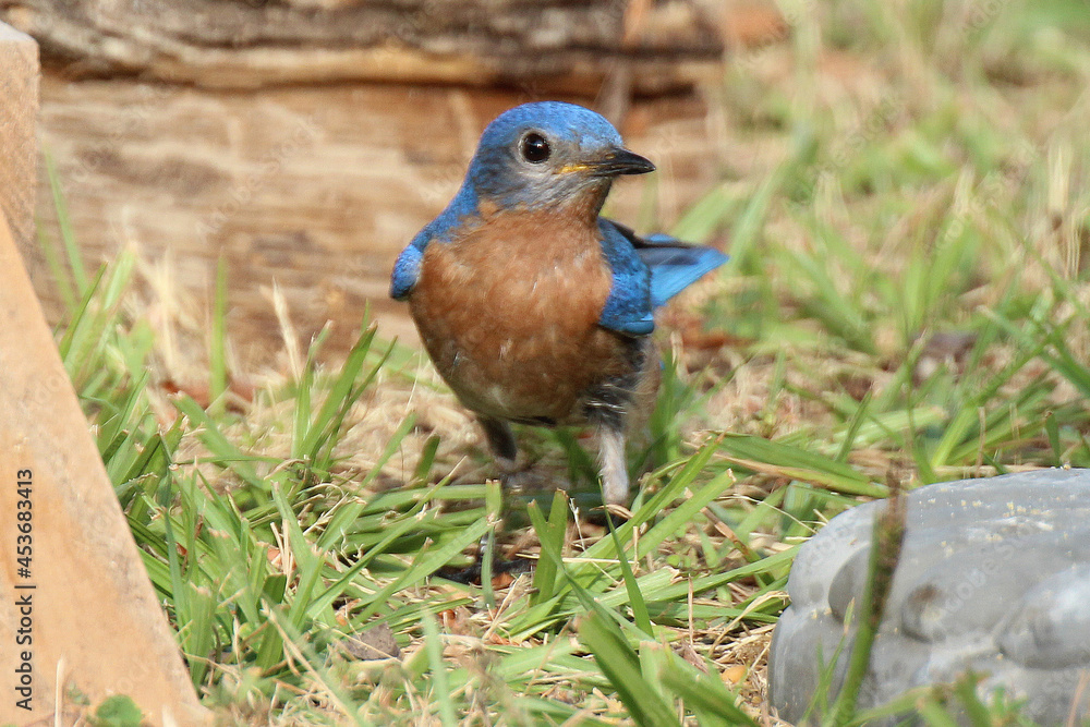 Eastern Bluebird Eastern Bluebird