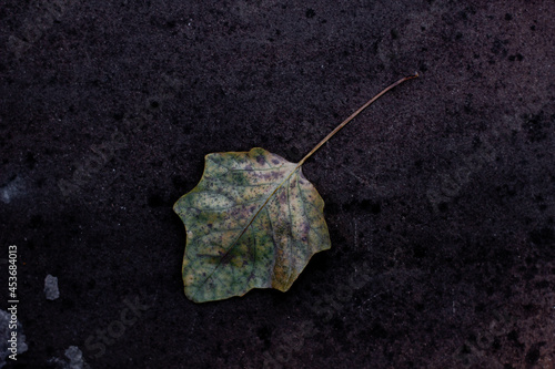 One leaf fallen from the tree, for the background 