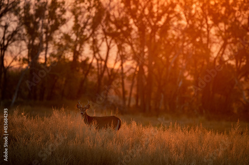 A White-tailed Deer Doe at Sunrise