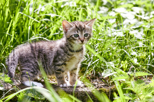 chaton tigré dévouvrant un jardin en été  © mariesacha