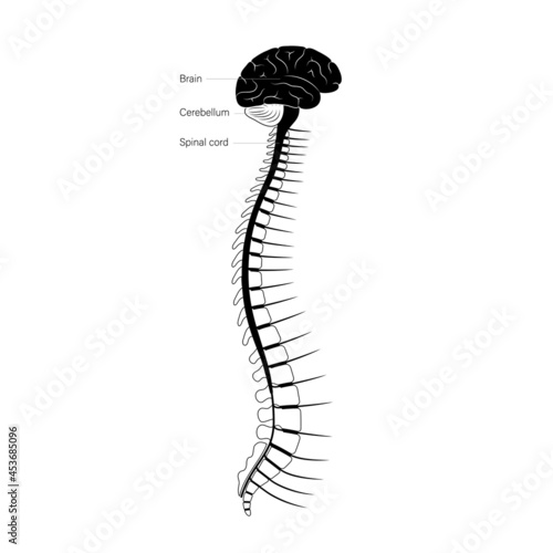 Spinal cord anatomy