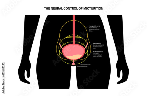 Micturition neural control
