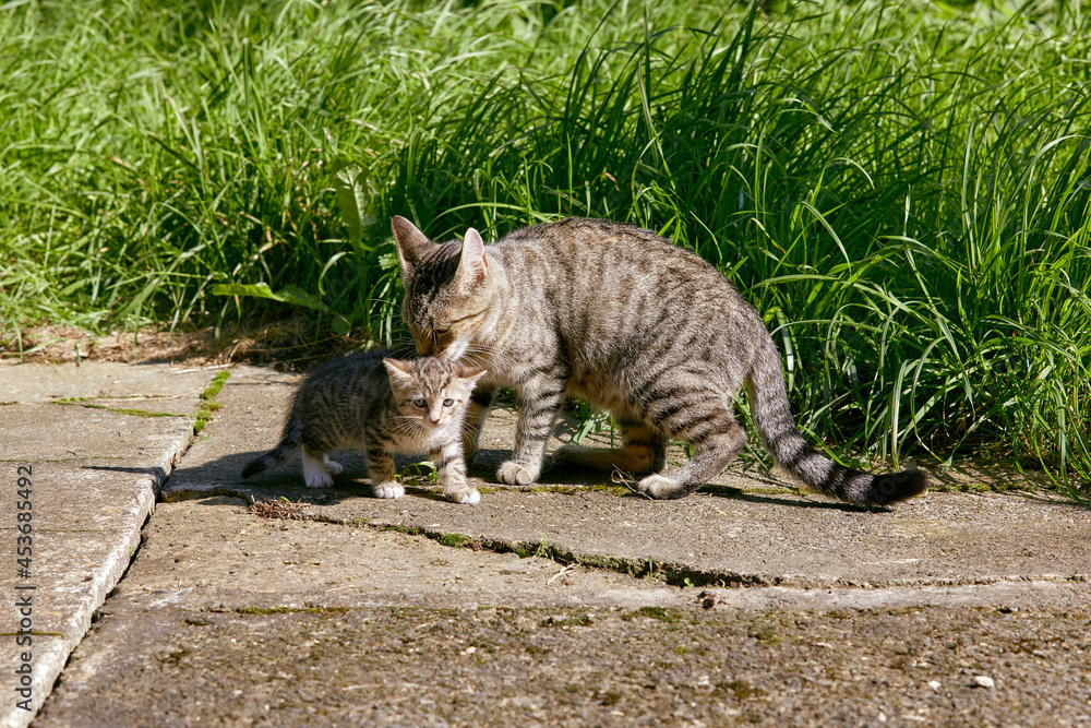 mignon chaton tigré sous la protection de sa mère chatte dans un jardin en été mignon chaton tigré sous la protection de sa mère chatte dans un jardin en été