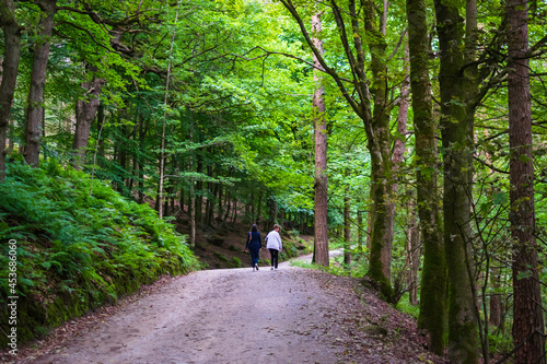 walk in the woods