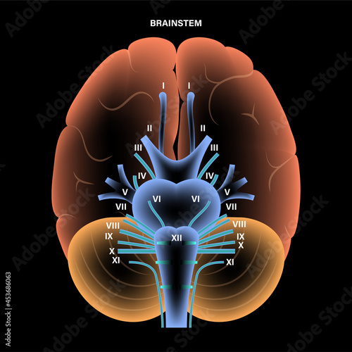 Cranial nerves diagram