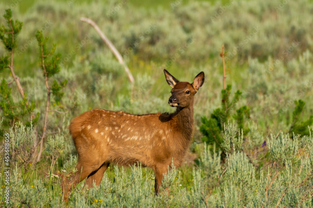 Obraz premium Elk Calf in Yellowstone National Park