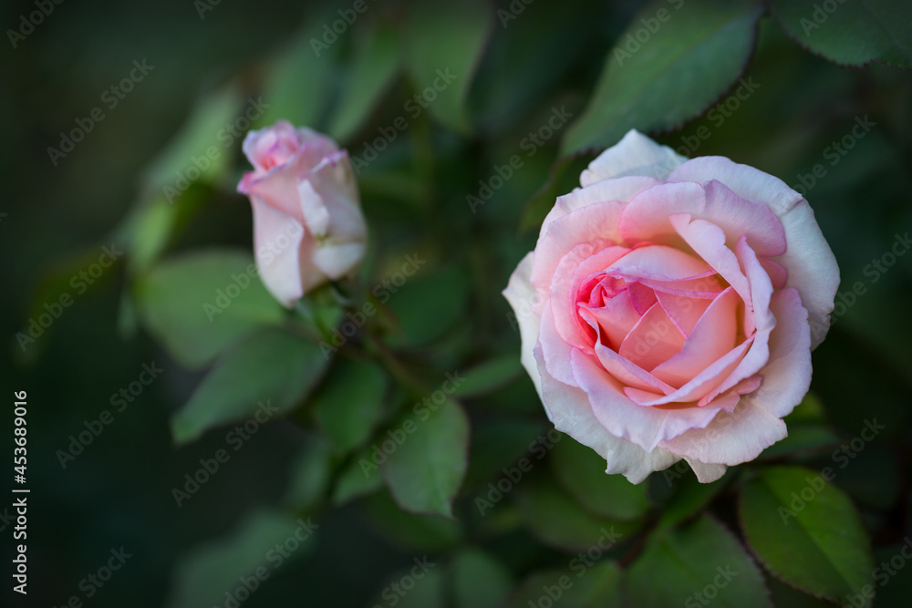 Beautiful pink rose blooms in the park, selective focus, blurred background. Beautiful pink rose blooms in the park, selective focus, blurred background.