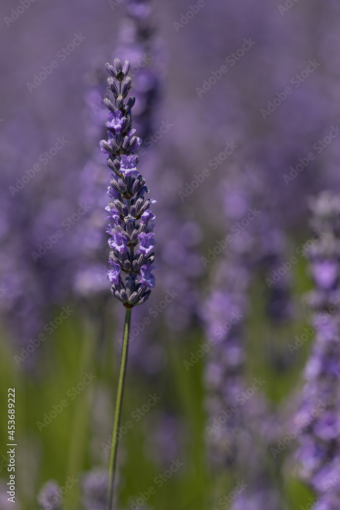 Obraz premium Lavendelblüte