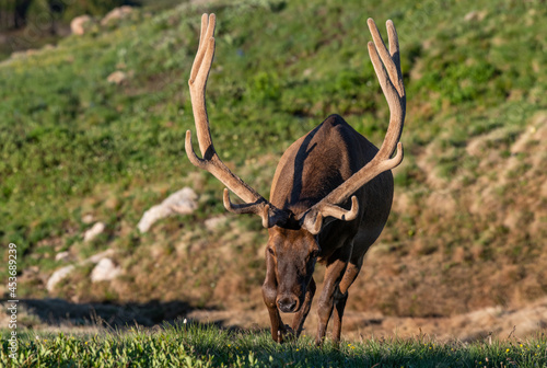 Large Bull Elk with Velvet Antlers on a Spring Morning