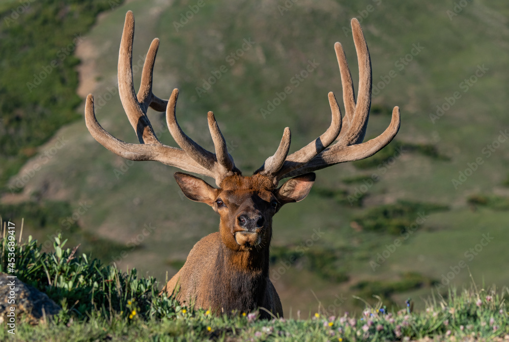 Large Bull Elk with Velvet Antlers on a Spring Morning Large Bull Elk with Velvet Antlers on a Spring Morning