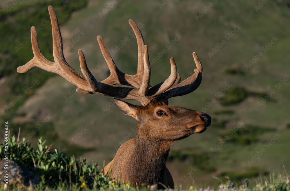 Large Bull Elk with Velvet Antlers on a Spring Morning Large Bull Elk with Velvet Antlers on a Spring Morning