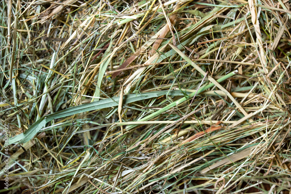 Hay photo close up. Feeding horses and animals. Farming Hay photo close up. Feeding horses and animals. Farming
