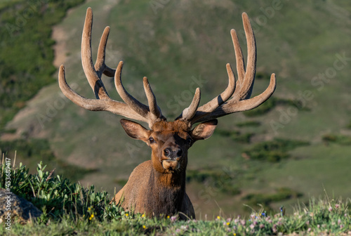 Large Bull Elk with Velvet Antlers on a Spring Morning