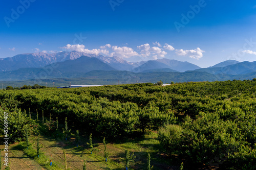 Aerial view over agricultural fields with cherry trees