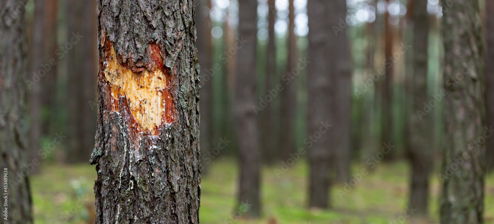 Fototapeta premium wounded tree. time heals all wounds concept. banner copy space