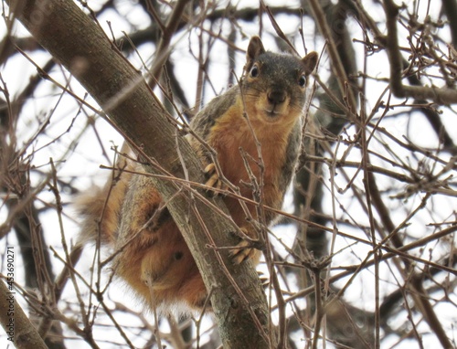Curious Male Squirrel